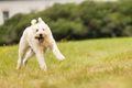 Running Labradoodle
